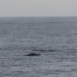 Burmeister's porpoise (Phocoena spinipinnis)