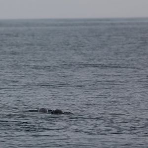 Burmeister's porpoise (Phocoena spinipinnis)