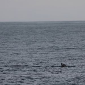 Burmeister's porpoise (Phocoena spinipinnis)