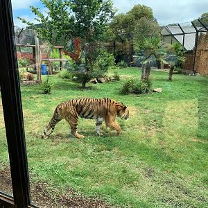 Tiger Exhibit