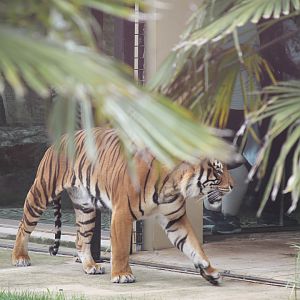 Tiger Enclosure