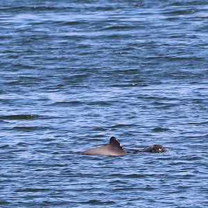 Chilean dolphin (Cephalorhynchus eutropia)