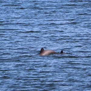 Chilean dolphin (Cephalorhynchus eutropia)