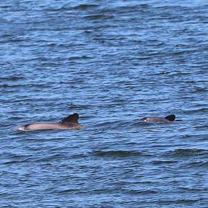Chilean dolphin (Cephalorhynchus eutropia)