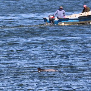 Chilean dolphin (Cephalorhynchus eutropia)