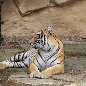 Female Tiger