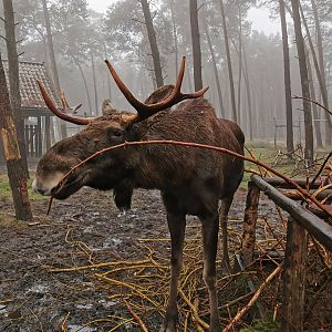 Eurasian elk (Alces alces alces)