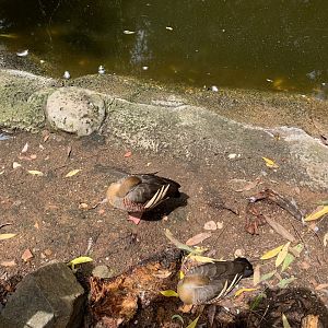 Plumed Whistling-duck