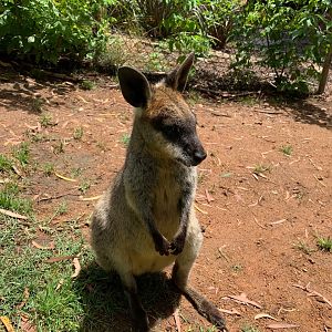 Swamp Wallaby