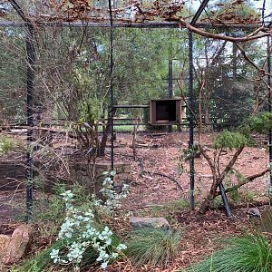 Orange-bellied Parrot Aviary