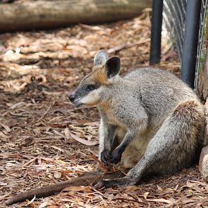 Northern Swamp Wallaby