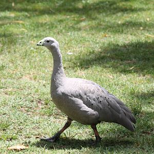 Cape Barren Goose