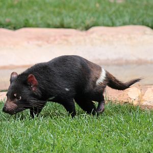 Tasmanian Devil
