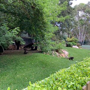 Tasmanian Devil Exhibit