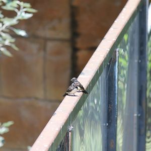 Willie Wagtail Fledglings