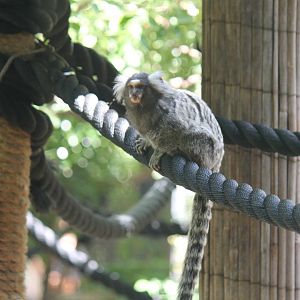 Common Marmoset