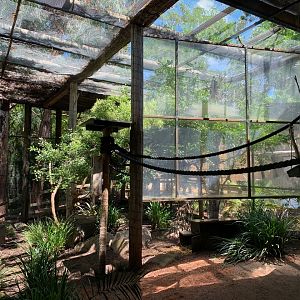 Common Marmoset and Red-rumped Agouti Enclosure