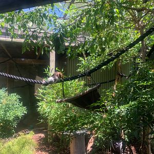 Cotton-top Tamarin Enclosure