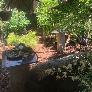 Cotton-top Tamarin Enclosure