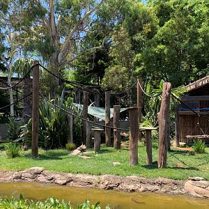 Squirrel Monkey Island