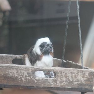 Cotton-top Tamarin