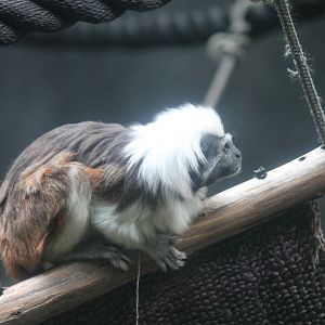 Cotton-top Tamarin