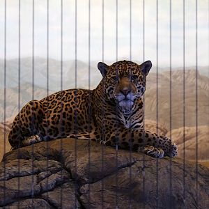 Jaguar in Diorama-Style Exhibit, January 2017