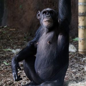 Chimpanzee