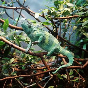 Meller's Chameleon (Trioceros melleri)