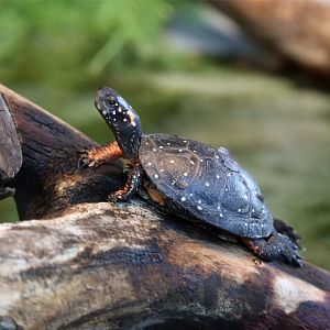 Spotted Turtle