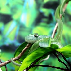 Smooth Green Snake (Opheodrys vernalis)