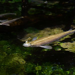 Four-eyes - Anableps anableps