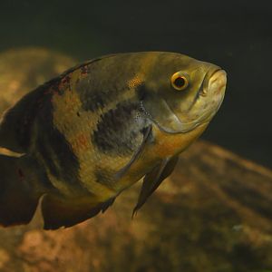 Astronotus ocellatus