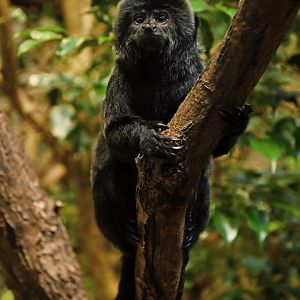 Goeldi monkey - Callimico goeldi