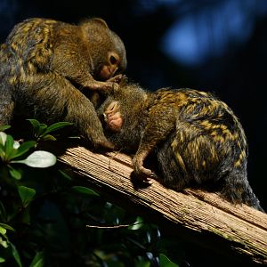 Pygmy marmoset (Cebuella pygmaea)