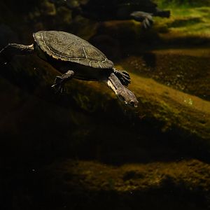 Eastern long-necked turtle (Chelodina longicollis)