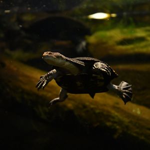 Eastern long-necked turtle (Chelodina longicollis)