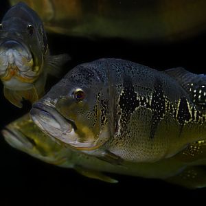 Cichla orinocensis