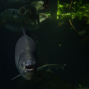 Pacu - Colossoma macropomum