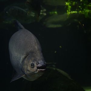 Pacu - Colossoma macropomum