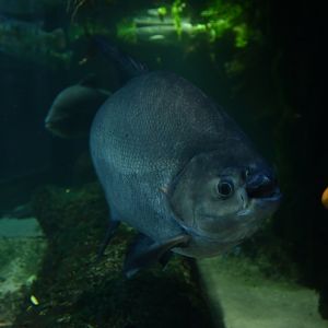 Pacu - Colossoma macropomum