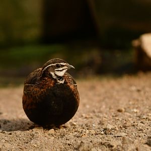 Harlequin Quail (Coturnix delegorguei)