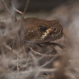 Crotalus ruber