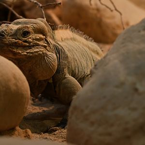Rhinoceros iguana (Cyclura cornuta)