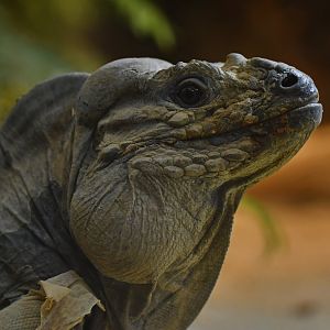 Rhinoceros iguana (Cyclura cornuta)