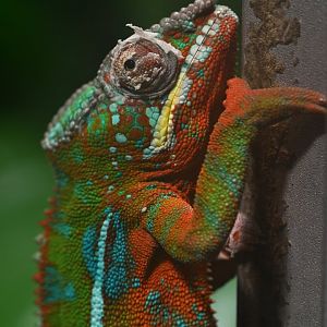 Panther chamaleon (Furcifer pardalis)