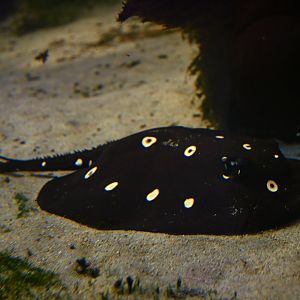 Potamotrygon leopoldi