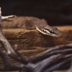 Varanus glauerti