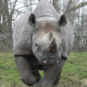 Eastern black rhino