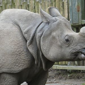 Greater one-horned rhino